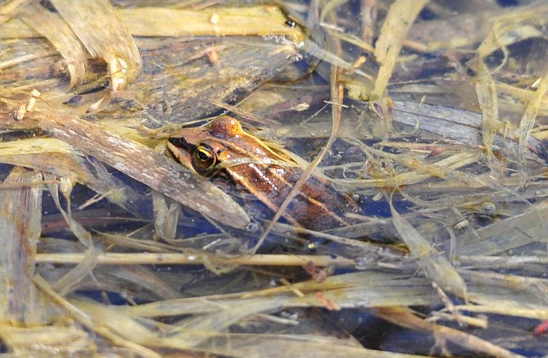 Rana .. quale? Pelophylax sp. (Lazio)